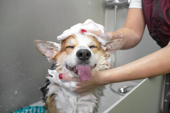 Corgi being washed at a grooming salon